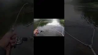 Какой окунь попался  