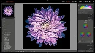 Color Grading in Lightroom Classic, Lightroom, and Adobe Camera Raw