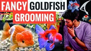 How To Groom Goldfish || 7 Tips & Technique For Goldfish Grooming || AQUARIST WORLD 🐟