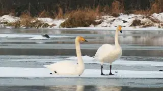 Все в лес: зимние лебеди