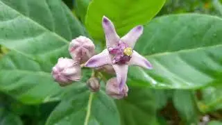 Calotropis gigantea आंकड़ा   আকন্দ  flower || No Copyright clip || By Ap Tricks