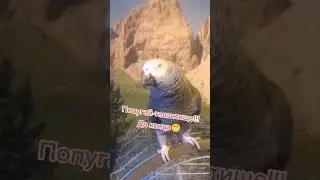 Попугай поёт лучше чем Shaman/The parrot sings  #lookatthisrussian #russian #funnyvideo