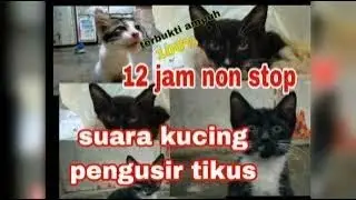 suara kucing pengusir tikus 12 jam nonstop/Suara kucing pengusir tikus suara kucing besar jernih 1