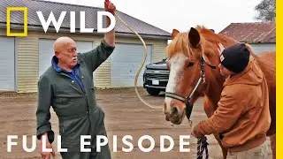 The Incredible Dr. Pol: The Grand Finale (Full Episode SPECIAL) | Nat Geo Wild