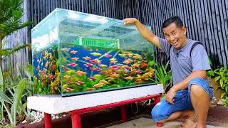 Tetra Fish Breeding at Home in an Easy Way using a 100-gallon Aquarium!