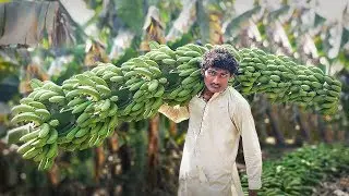 Tando Soomro │ Dilber Khan Nizamani │ Banana Farm │ Banana Harvesting & Farming