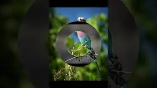 Птица сизоворонка