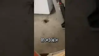 Не Надо Было Трогать Этого Паука 😲