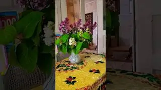 Давайте Споём Эту Песню Вместе!! Одинокая ветка сирени!
