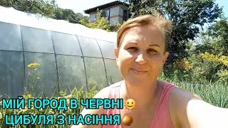Догляд за Городом і Овочами в Червні🥒🍅🥬Цибуля ЕКСІБІШЕН🧅#город#цибулязнасіння#цибуляексібішен#овочі