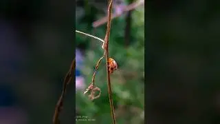 Mobile 📷 macro photography|Vivo V25 pro #viral #shortsfeed #trend #shorts #viralshorts