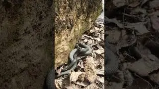 Как это делают змеи