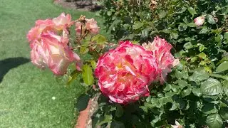 Rose Season