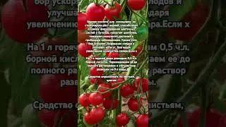 Борная кислота для завязи томатов: правила приготовления раствора