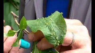 уДАЧное решение. Вредители на участке