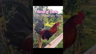 Birds of Oahu plus a Gecko and Mongoose with Oahu Photography Tours and our fabulous guide Andrew