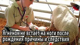 Ягнёнок не встаёт на ноги после рождения причины и следствия