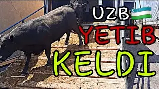 CHETDAN QORA BUQACHALAR 🐃YETIB KELDI😱|Черные быки🐃прибыли извне😱|Black bullsarrived from outside