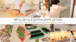 ВЕСЬ ДЕНЬ В ДОМАШНИХ ДЕЛАХ: посадила рассаду 🌱 мою и разбираю морозилку🧽 дела на кухне