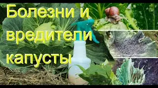 БОЛЕЗНИ КАПУСТЫ И ВРЕДИТЕЛИ. Как с ними бороться