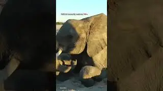 After 4 hours in 40 degree heat... The two tonne baby elephant was RESCUED ❤️