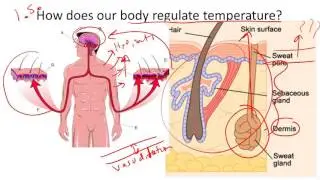 Thermoregulation