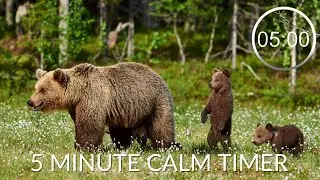 Countdown Timer 5 Minutes With Relaxing Music For Concentration ⏲  Bears 🐻 5 minute timer calm music