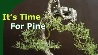 Time for summer-pruning of Pine Bonsai