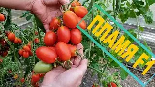 🍅🍅ТОМАТ ПЛАМЯ. Мой обзор сорта