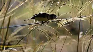Double barred Finch