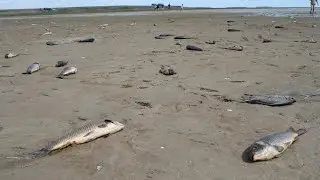 ГИБЕЛЬ РЫБЫ. Каспийское море, Атырауская область. Вода ушла, а рыба осталась.