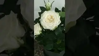 белые розы