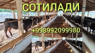 Дехконидан Кыргызстан парода букалар Сотилади +998992099980