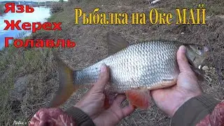 Рыбалка на БОМБАРДУ в Мае на Оке 2023! Ловля на Майского Жука! 