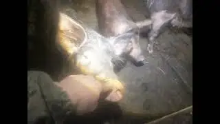 Когда же будут поросята??? Поросята на племя.
