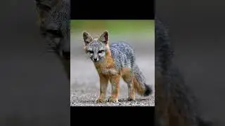 Серая лисица