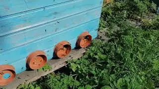 Золотарник и пасека