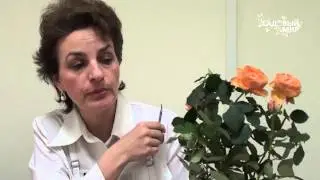 Почему сохнут комнатные миниатюрные розы. Сайт 
