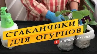 Теплые стаканчики для рассады огурцов. Посев семян.