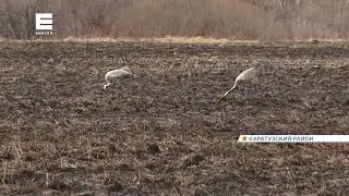 Краснокнижные журавли поселились на полях Каратузского района (Енисей Минусинск).