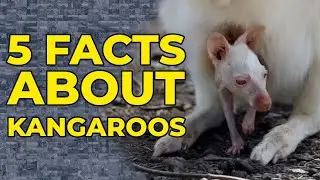 5 Facts About Kangaroos