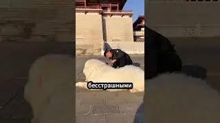 Бесстрашный алабай: алабай против стаи волков и медведя 🐺🐻 