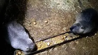 Усиливам питание для нутрий, похолодало!