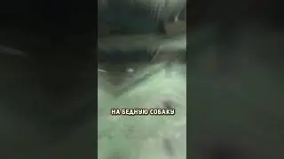 😱Кошка защитила своего друга от ....😱