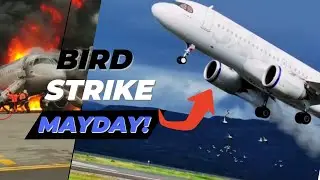 SAS Airbus A320 Bird Strikes |  Pilot Quickly Aborts Landing