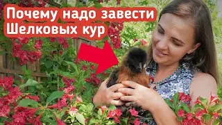 Почему надо завести шелковых кур в саду