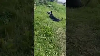 Dog Found With Face Full of Porcupine Quills