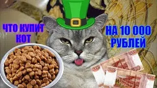 ЧТО КУПИТ КОТ НА 10 000 РУБЛЕЙ?