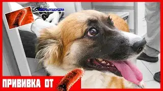 💉 ПРИВИВКА ОТ БЕШЕНСТВА ДЛЯ СОБАКИ 🏥 ЭТО НЕ ИГРА В ДОКТОРА! ВЫСОКАЯ ТЕМПЕРАТУРА?