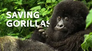 Saving Critically Endangered Gorillas